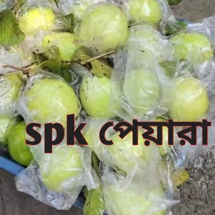 spk Guava (পেয়ারা)