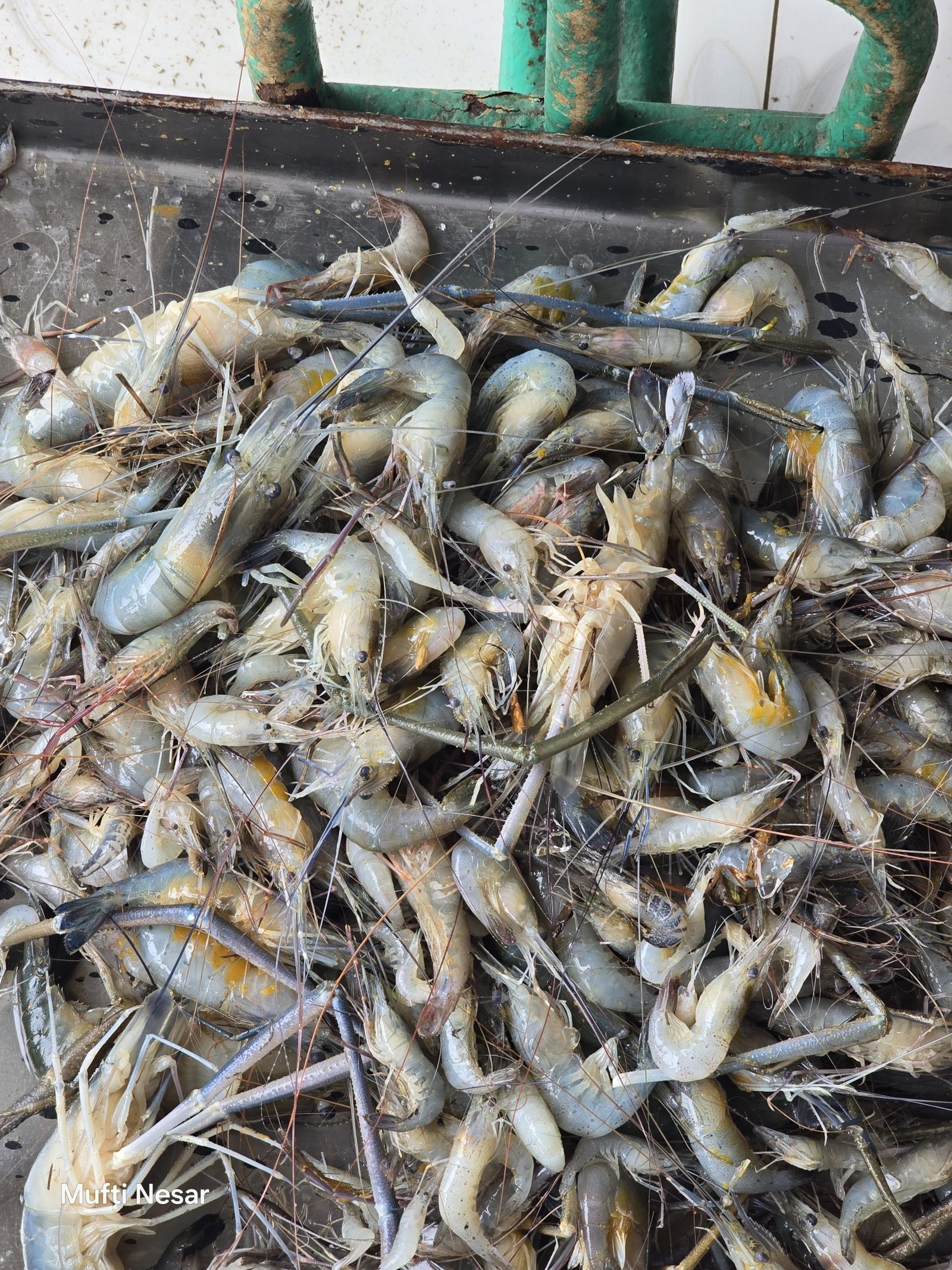 মাছের বাজার