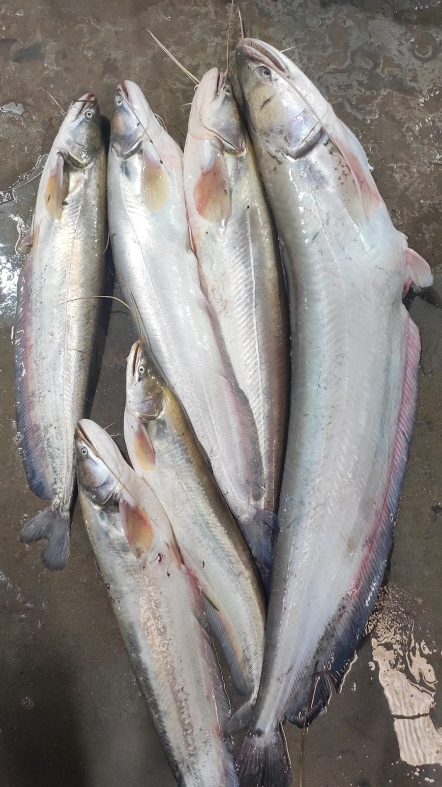 নদী থেকে সংগ্রহ