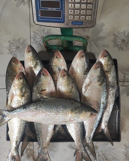 চাঁদপুরের তাজা মাছ