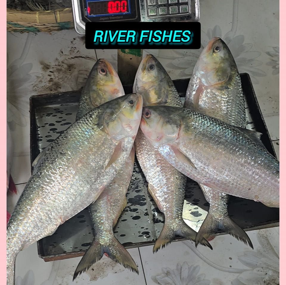 তাজা ইলিশ মাছ